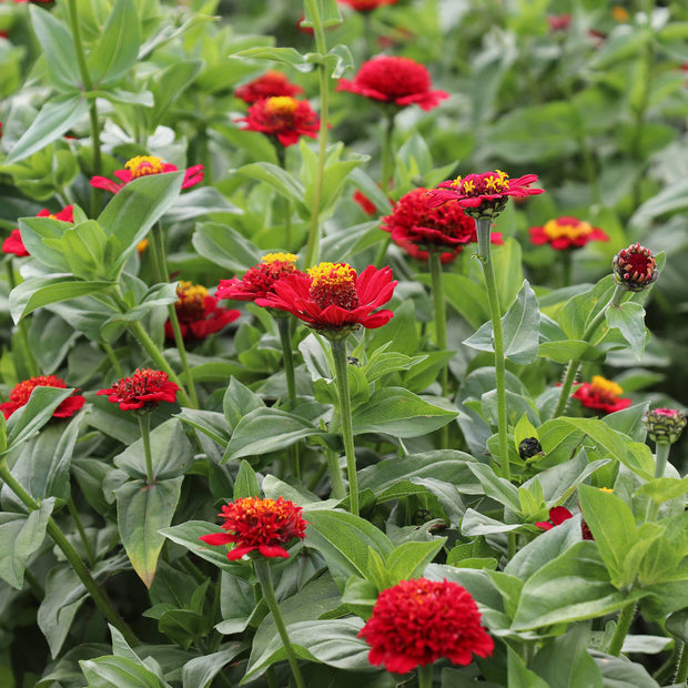 Red Zinnias in bloom