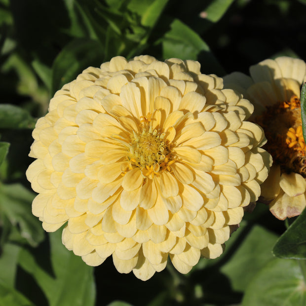 Zinnia Elegans Dahlia-Flower Isabellina Seeds