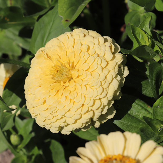 Zinnia Seeds Isabellina