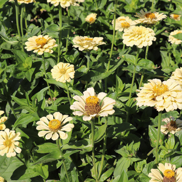 Growing Zinnias from Seeds