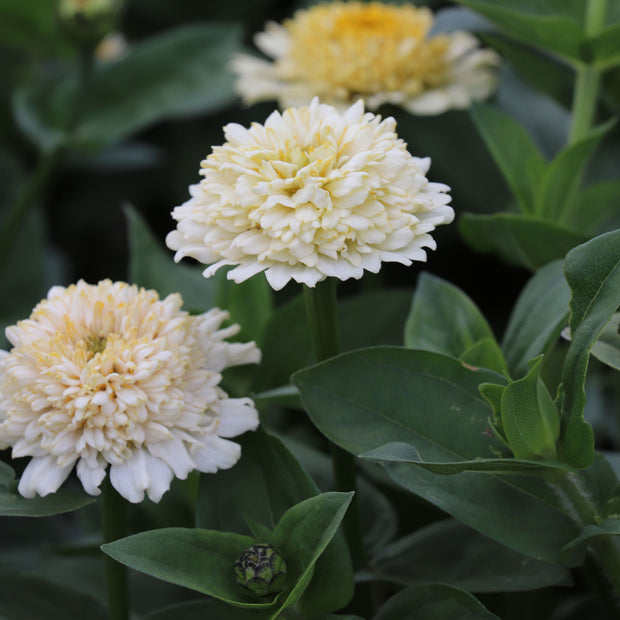 Zinnias Fontana Seeds