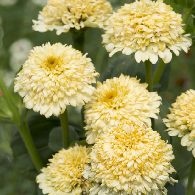 Zinnia elegans Cresto Crème