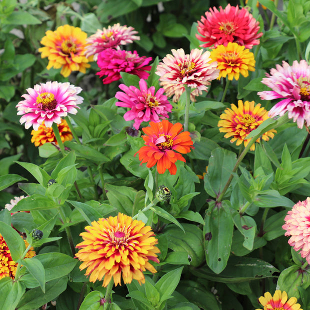 Zinnia Elegans Whirlygig Mix