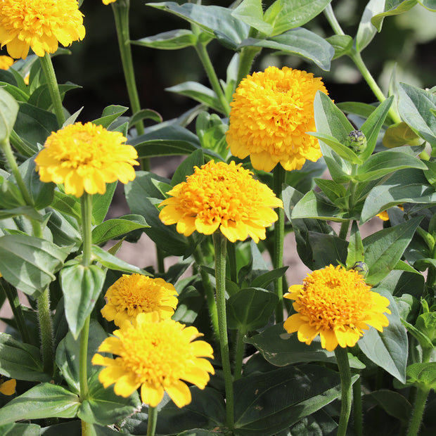 Zinnia Elegans Cresto Yellow Seeds