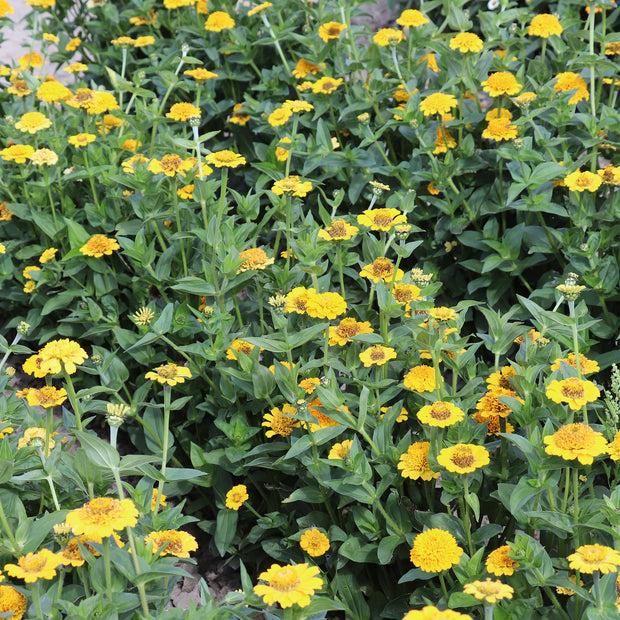 Zinnia Elegans Cresto Yellow Seed