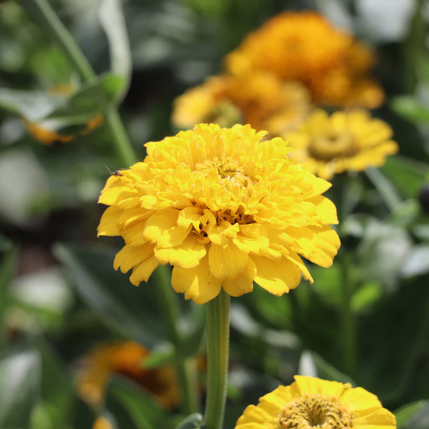 Yellow Zinnia Flower