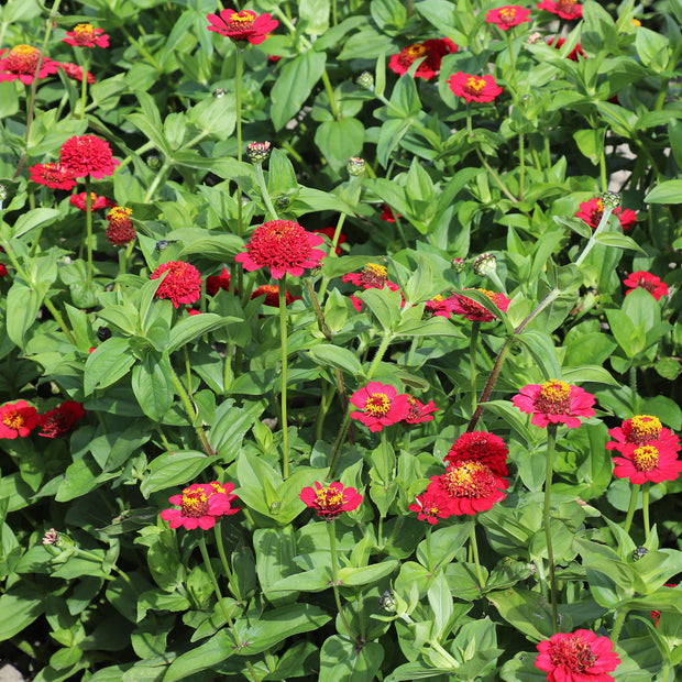 Zinnia Elegans Cresto Red