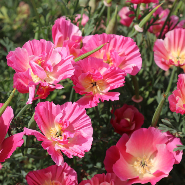 Flowering California Poppy Rose Chiffon