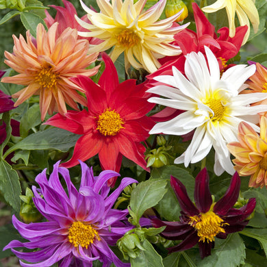 Dahlia Dwarf Cactus Mix