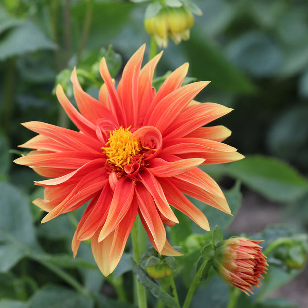 Orange Cactus Dahlia Seeds