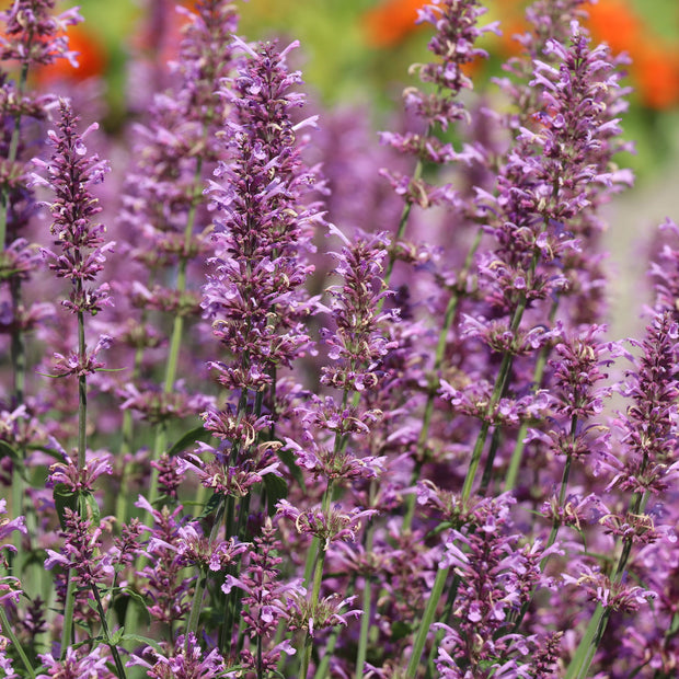 Agastache pallidiflora 'Rose Mint'